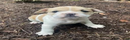 Mixed Breed dogs for sale: Lulu - Ad 12