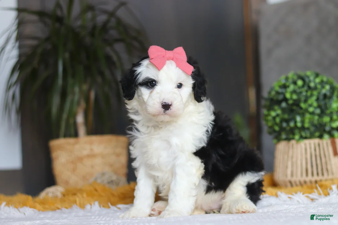 Sheepadoodle dogs for sale: Mopsy - Ad 6