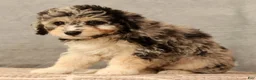 Mini Aussiedoodle dogs for sale: Cutie - Ad 8