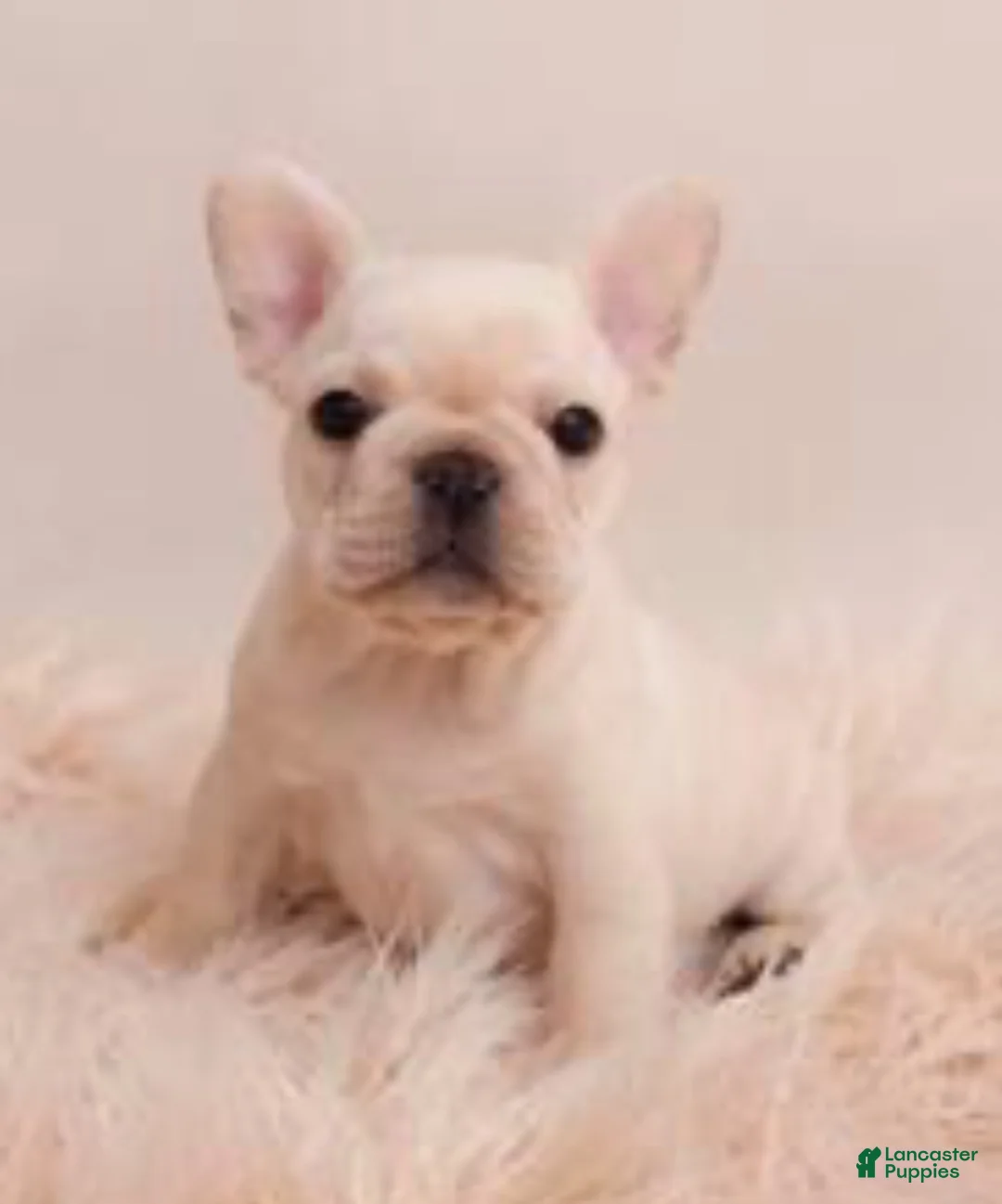 French Bulldog dogs for sale: French Bulldog Puppy 6 - Ad 5