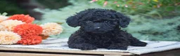 Toy Poodle dogs for sale: Bryce - Ad 3