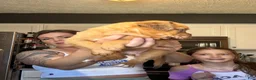 Dogue De Bordeaux dogs for sale: Dogue De Bordeaux Puppy 5 - Ad 11