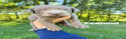 Labrador Retriever dogs for sale: Zealand - Silver Male - Ad 2