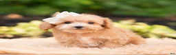 Maltipoo dogs for sale: Fern - Ad 2