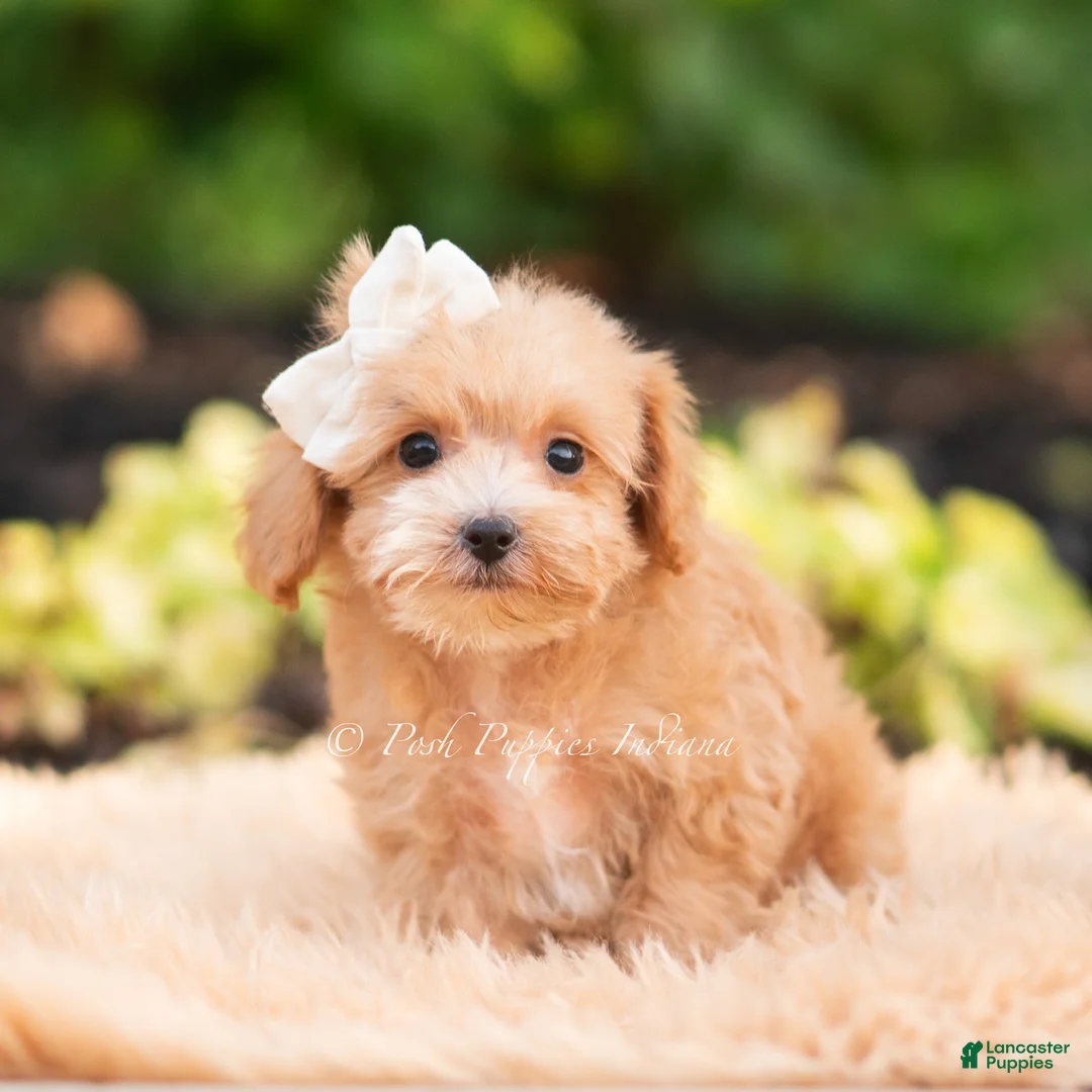 Maltipoo dogs for sale: Fern - Ad 2
