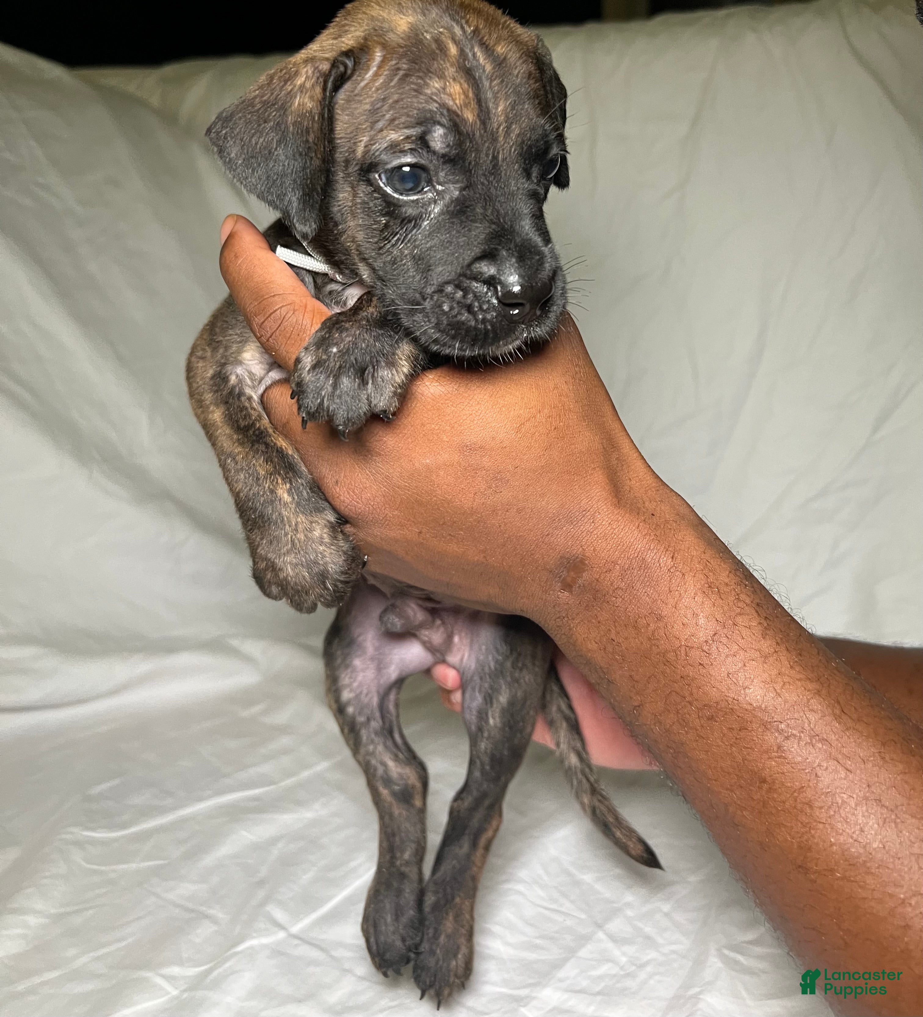 Presa Canario dogs Presa Canario 13 - Ad 21