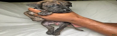 Presa Canario 13