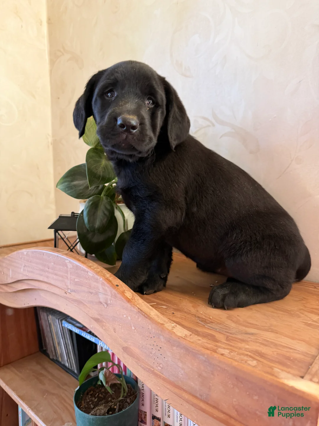 Labrador Retriever dogs for sale: Meg - Ad 2