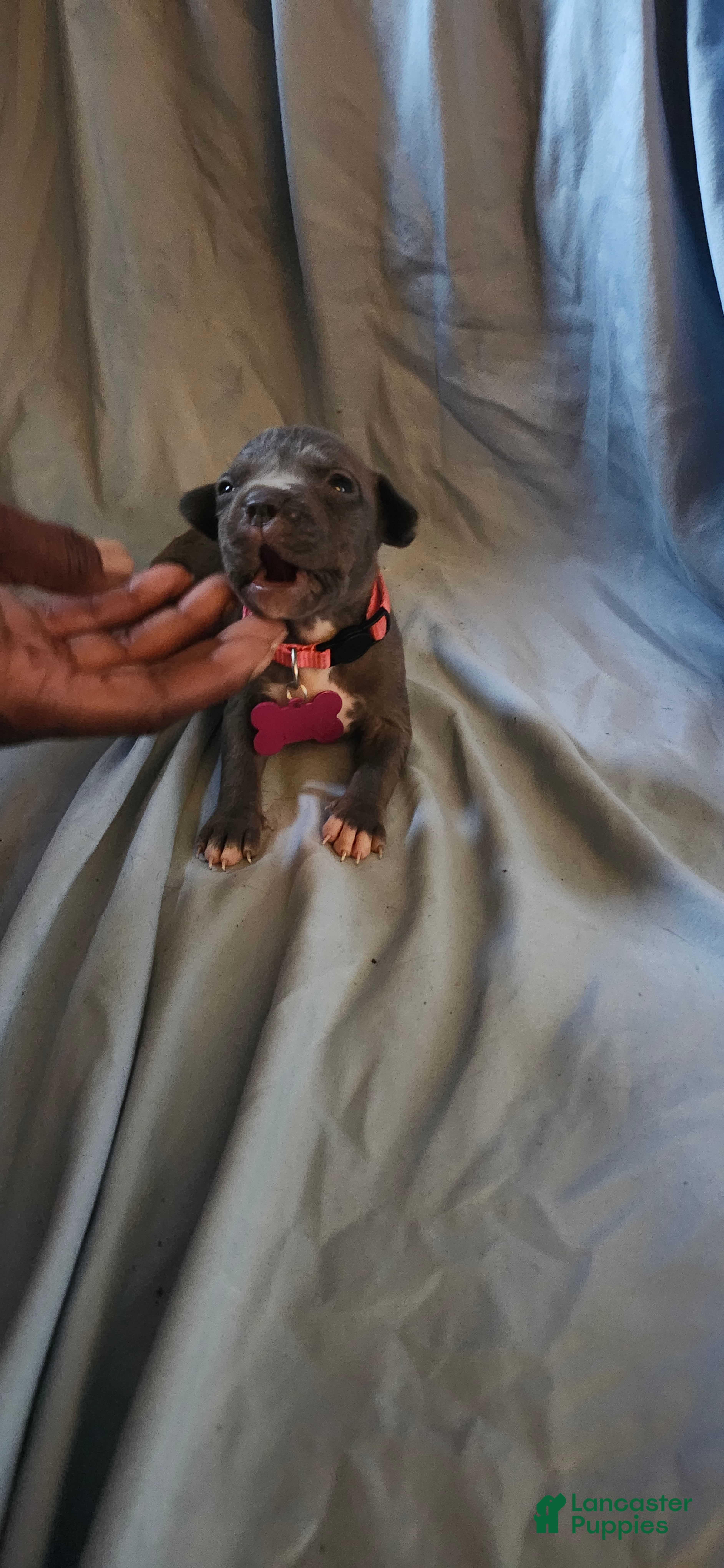 American Pit Bull Terrier dogs American Pit Bull Terrier 1 - Ad 18