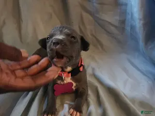American Pit Bull Terrier dogs American Pit Bull Terrier 1 - Ad 38