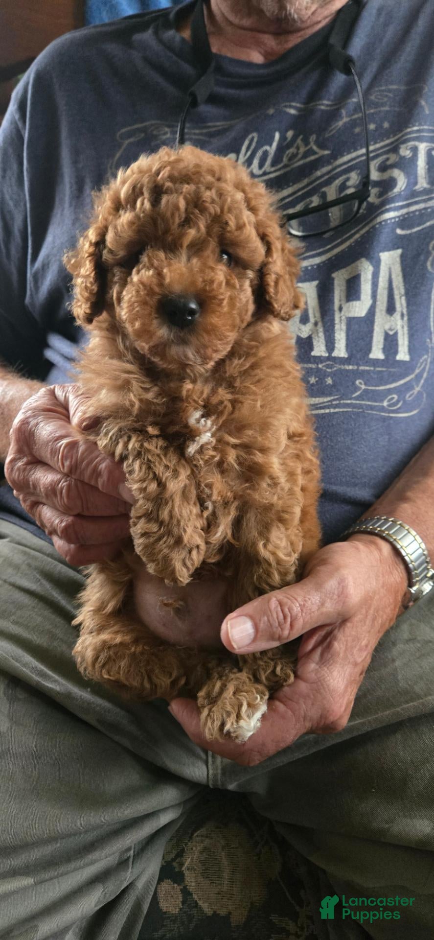 Toy Poodle dogs Carson - Ad 2