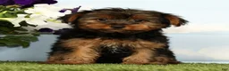 Yorkshire Terrier dogs for sale: Kyrie - Ad 1