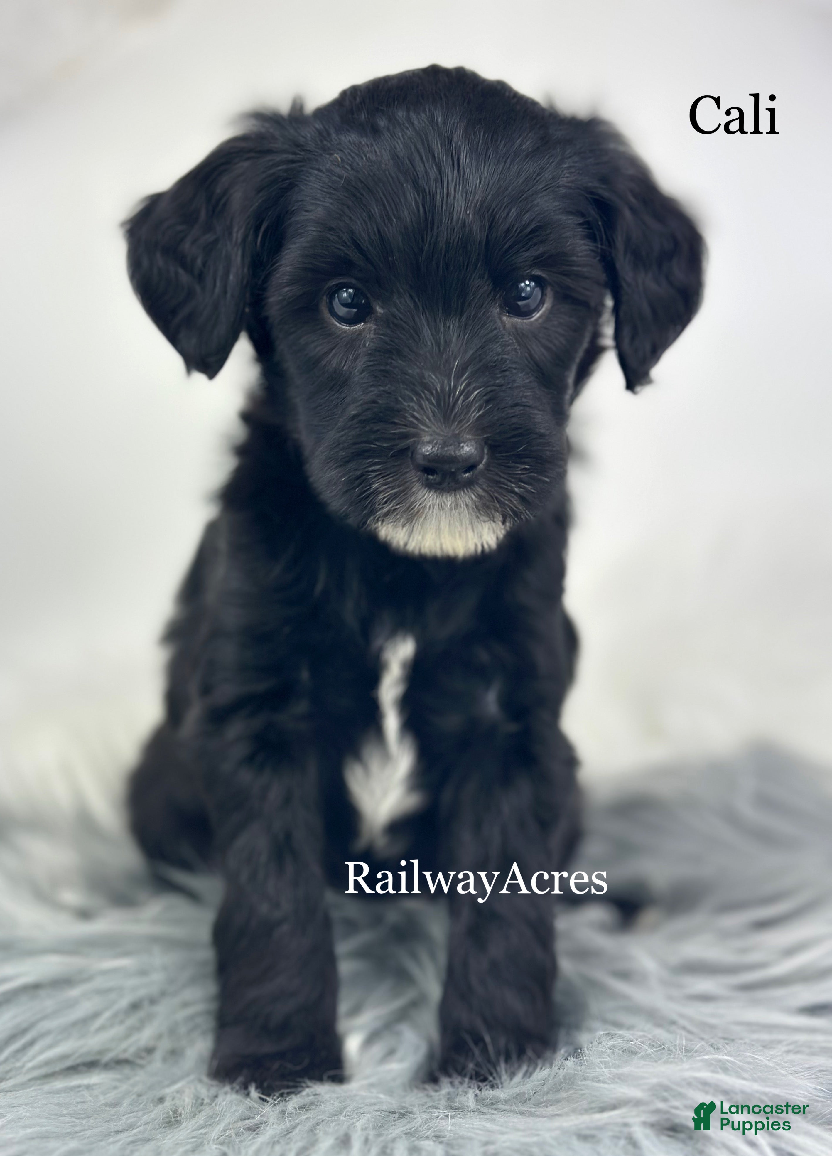 Mixed Breed dogs Cali - Ad 25
