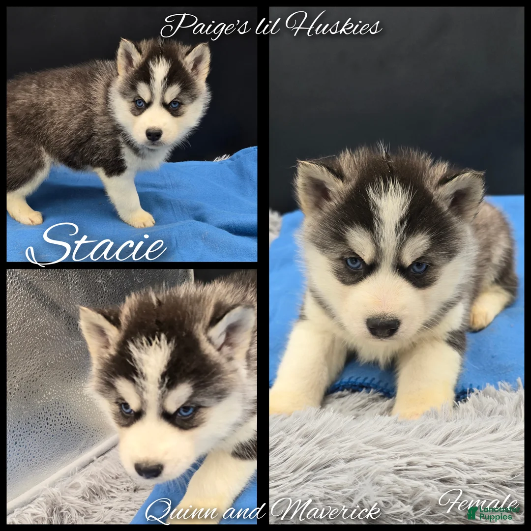 Siberian Husky dogs for sale: Stacie  - Ad 2