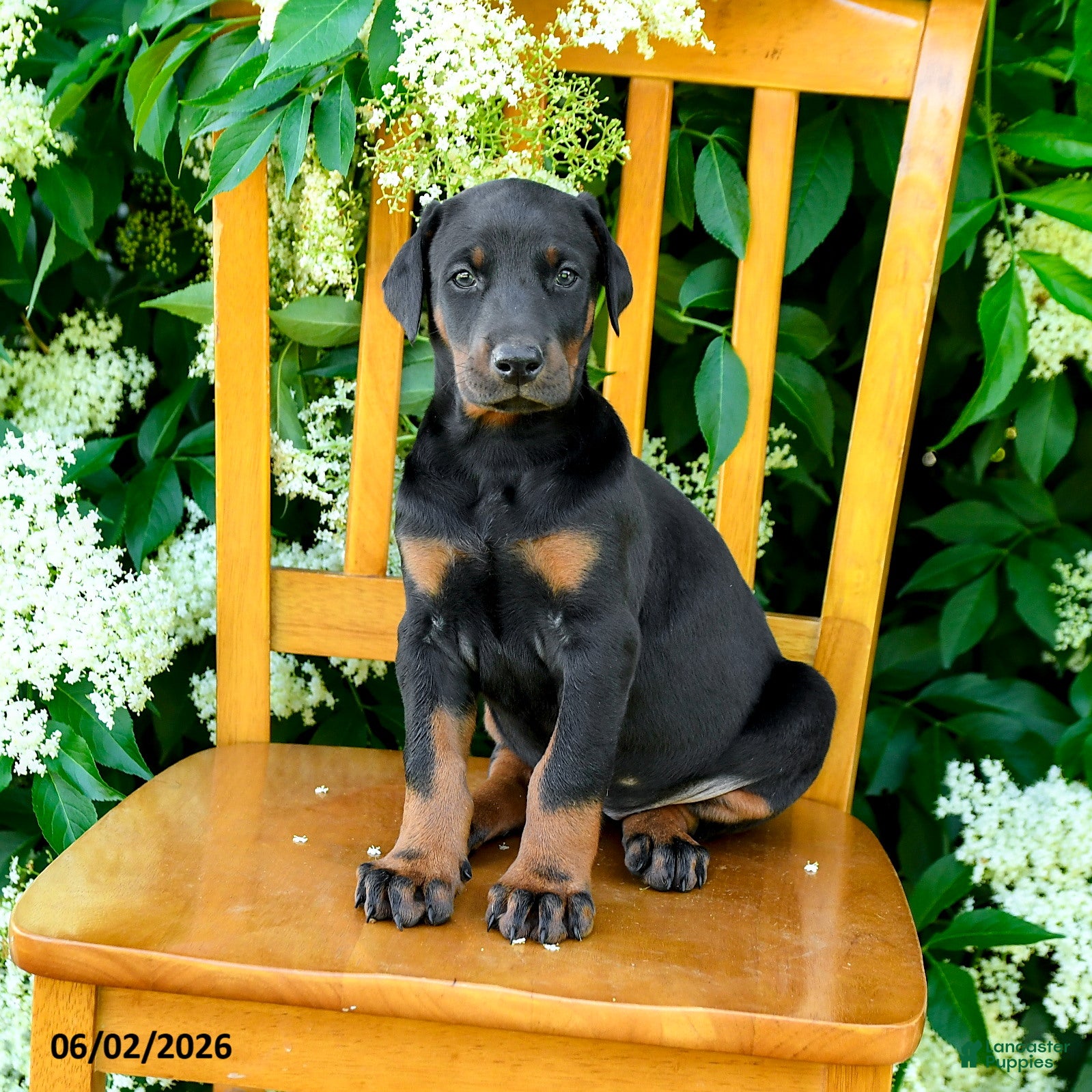 Doberman Pinscher dogs for sale: Layla - Ad 4
