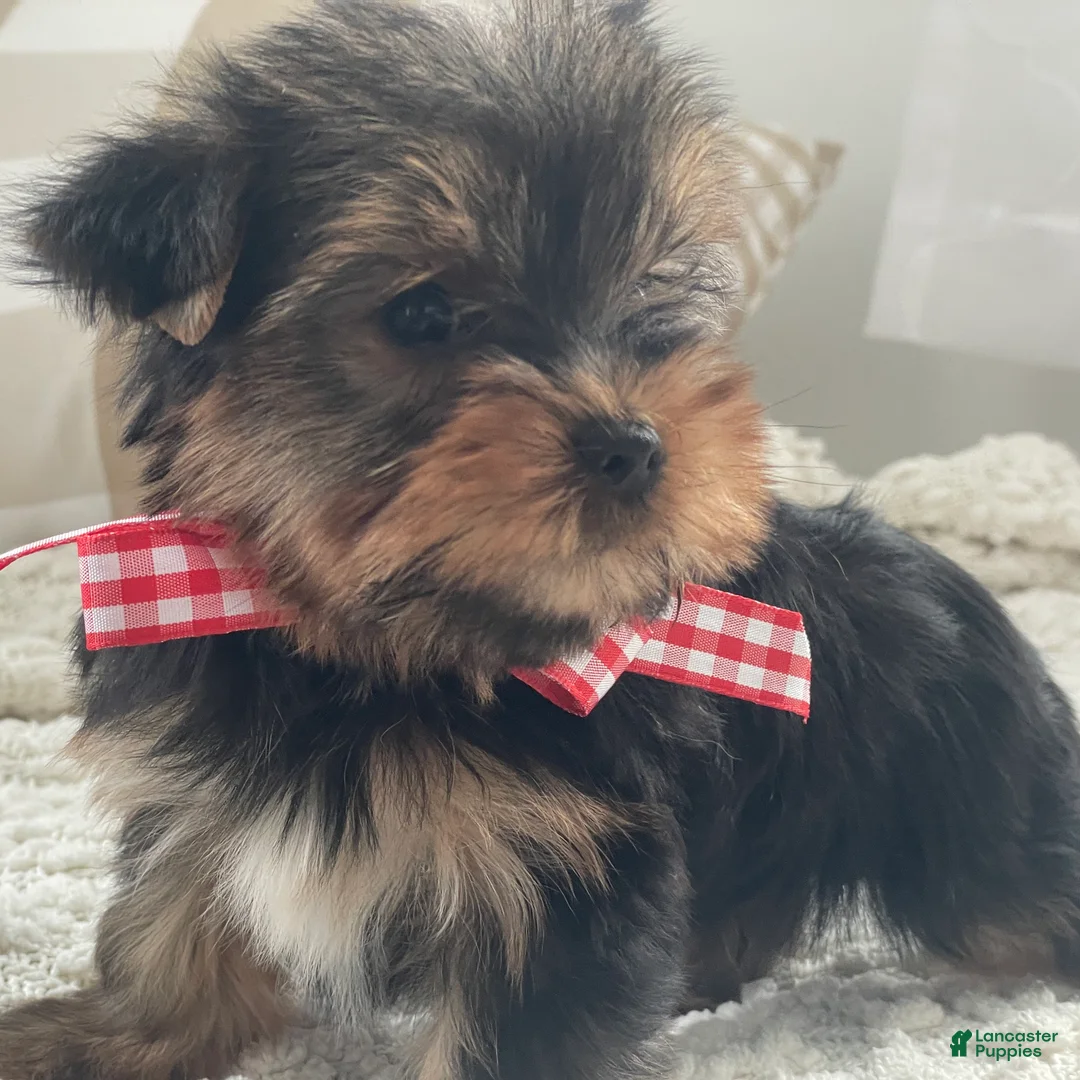 Yorkshire Terrier dogs for sale: Tiny Finn - Ad 5