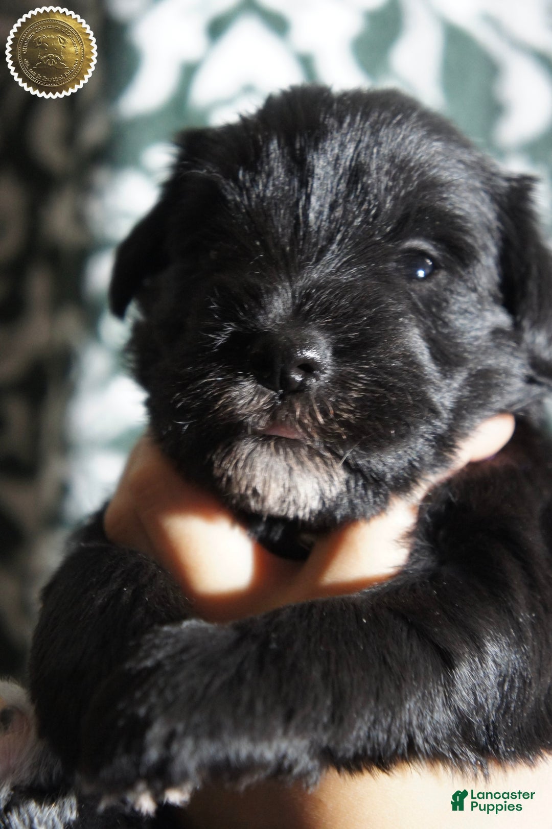 Miniature Schnauzer dogs for sale: DOTTIE - Ad 4