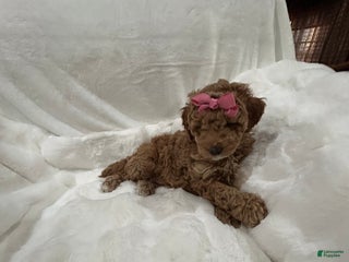 Mini Goldendoodle dogs Mini Goldendoodle Puppy Holly - Ad 32