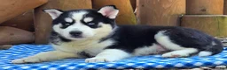Siberian Husky dogs for sale: Freddie - Ad 4
