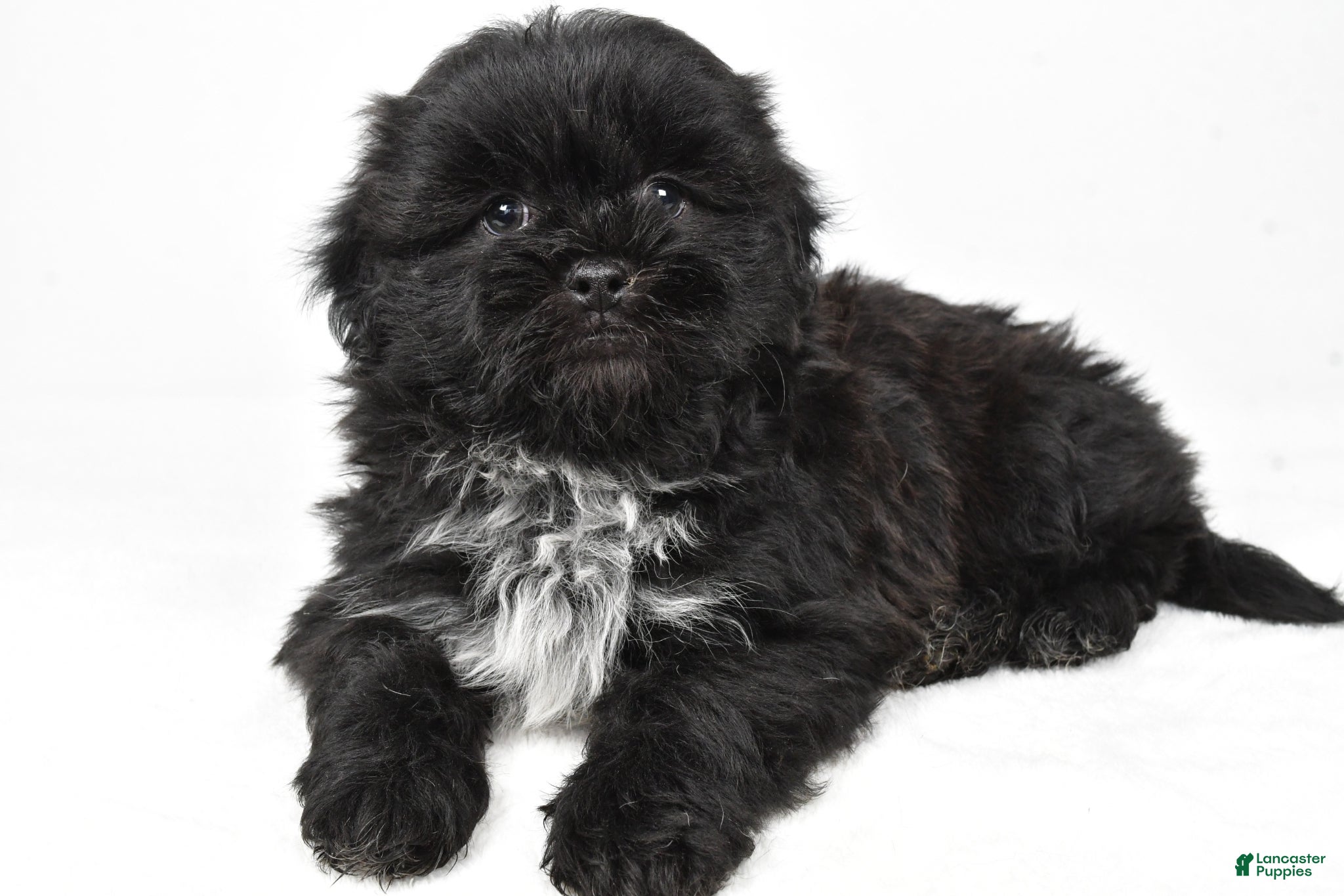 Teddy Bear dogs Duke - Ad 2