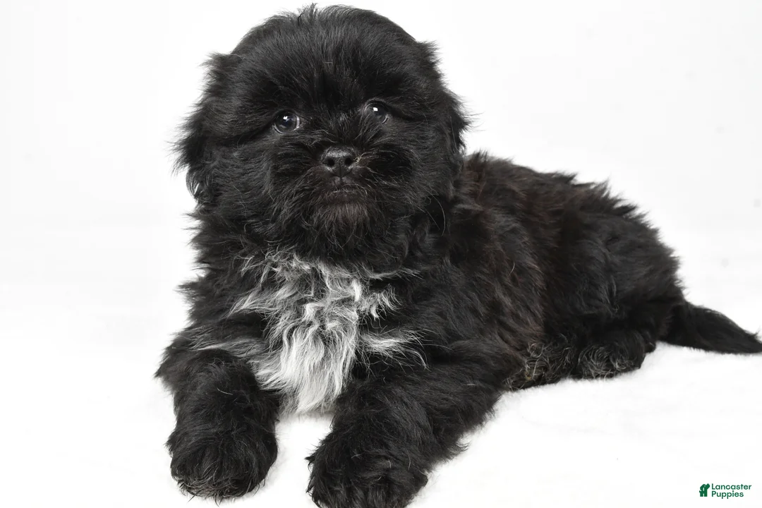 Teddy Bear dogs for sale: Duke - Ad 2
