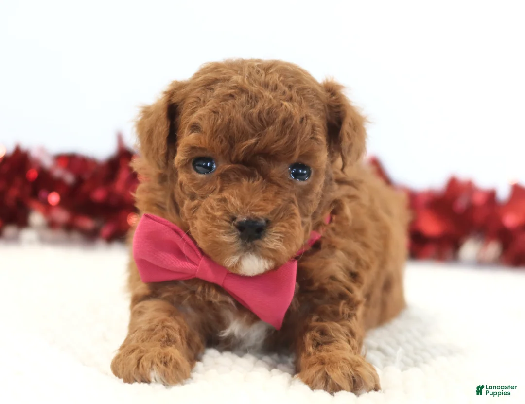 Toy Poodle dogs for sale: Lovebug - Ad 2