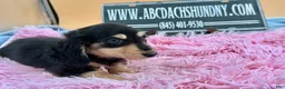 Miniature Dachshund dogs for sale: Carrie’s chocolate  will be 6 lbs - Ad 4