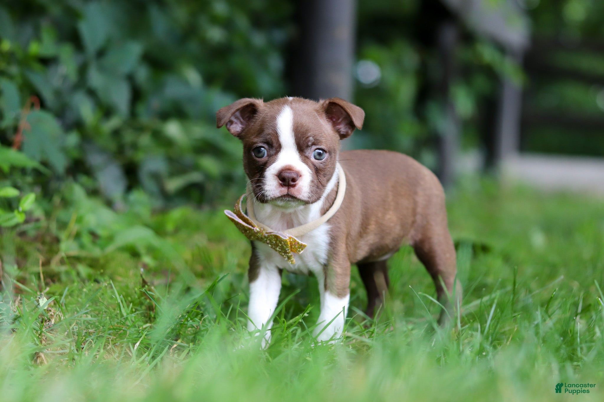 Boston Terrier dogs Jewel - Ad 1