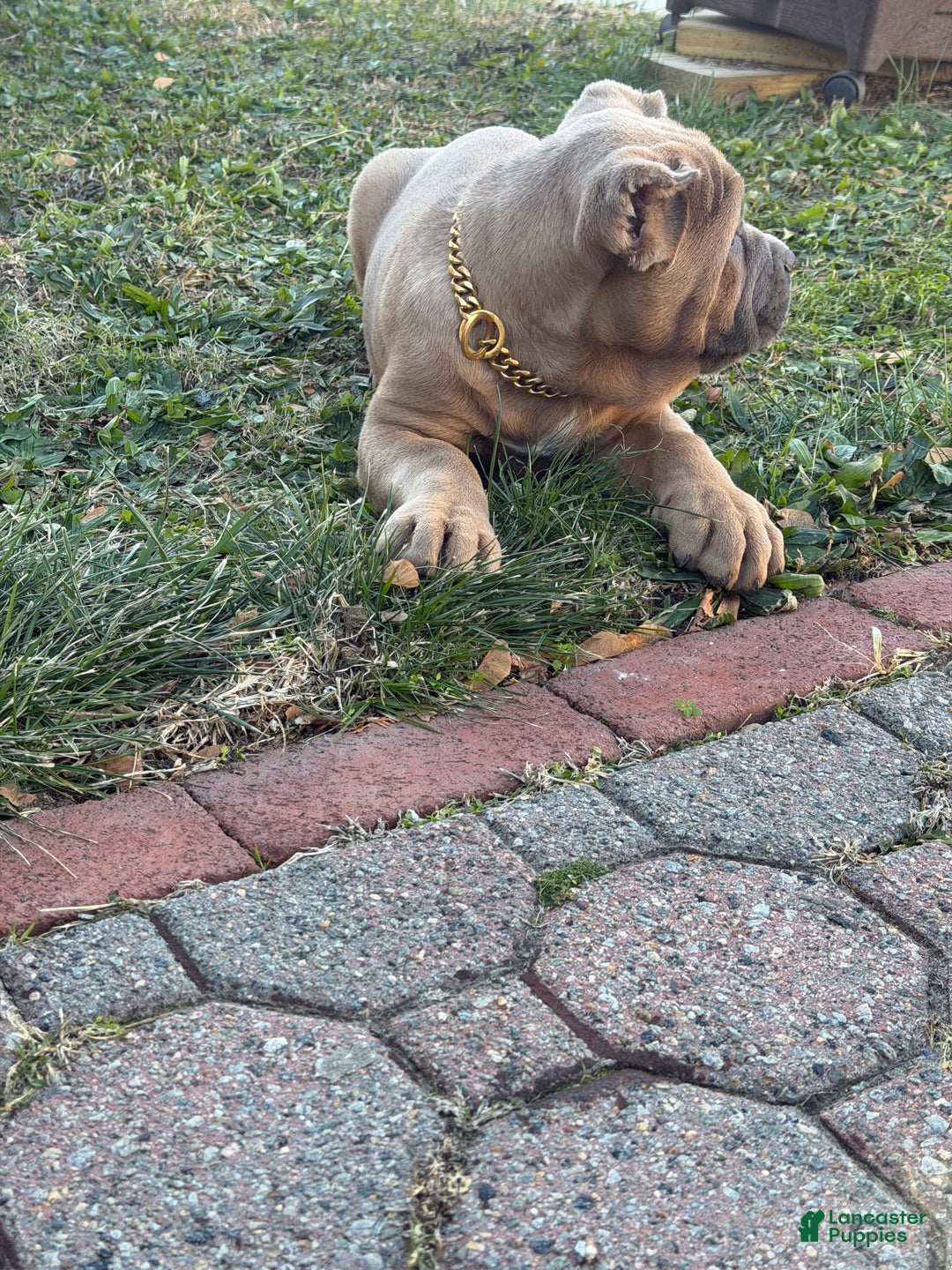 Cane Corso dogs for sale: Big boy  - Ad 2