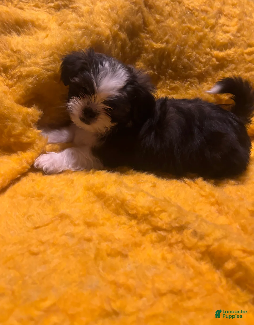 Shorkie dogs for sale: Shorkie Puppy 1 - Ad 4