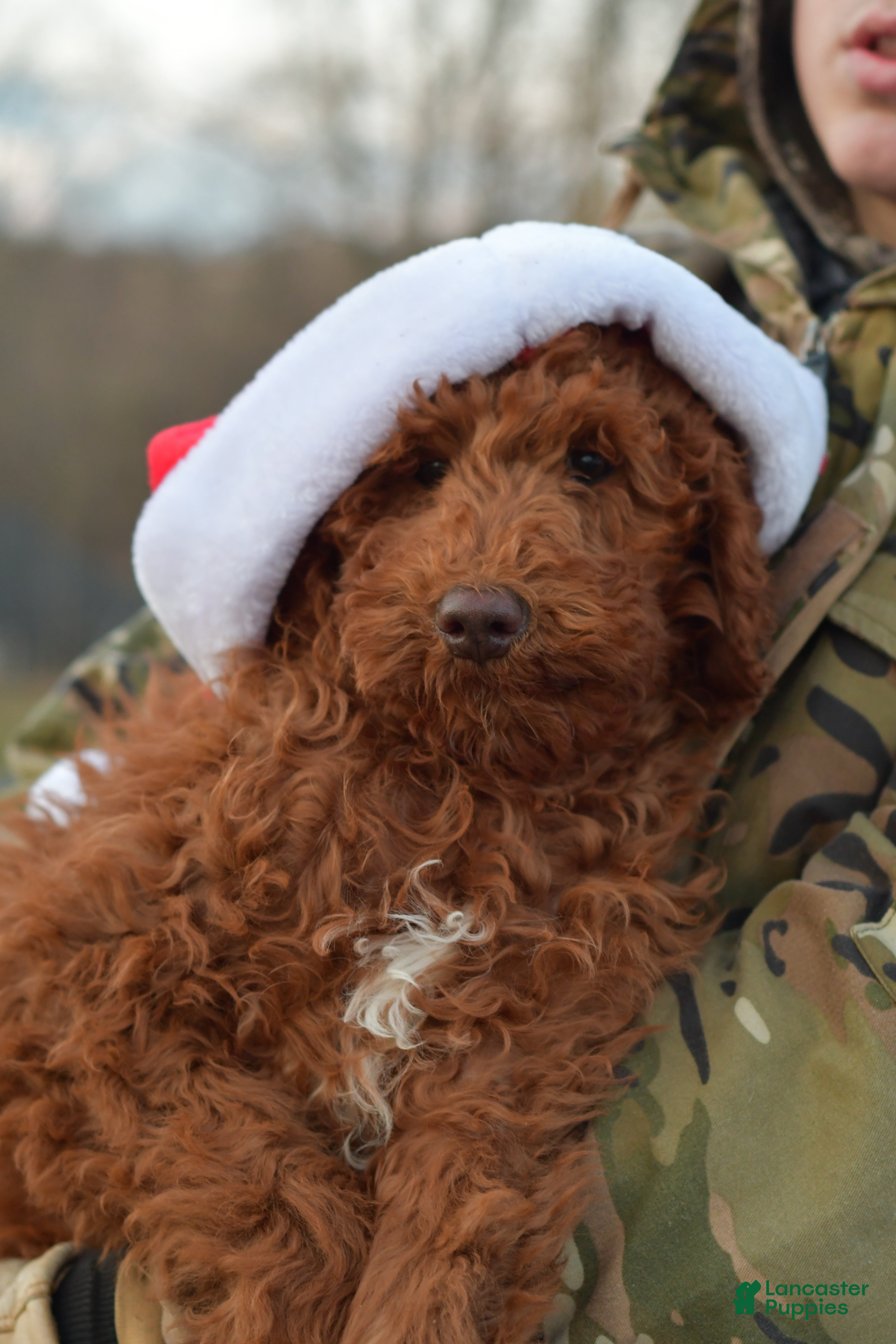 Standard Poodle dogs Clifford  - Ad 10