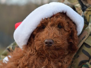 Standard Poodle dogs Clifford - Ad 7