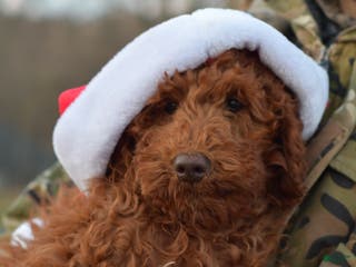 Standard Poodle dogs Clifford - Ad 35