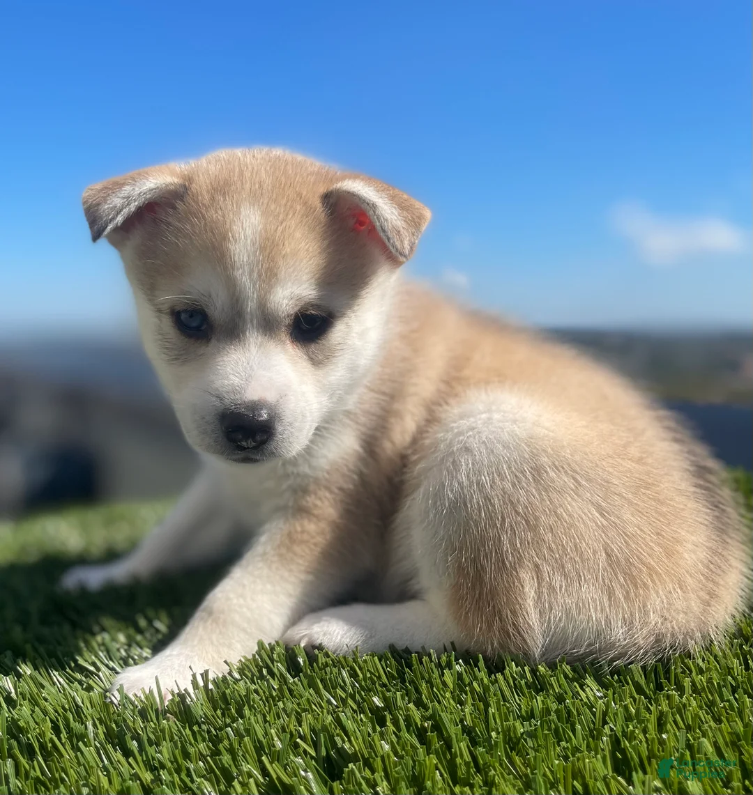 Alaskan Klee Kai dogs for sale: Rhaella - Ad 1