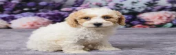 Bichpoo dogs for sale: Paisley - Ad 3