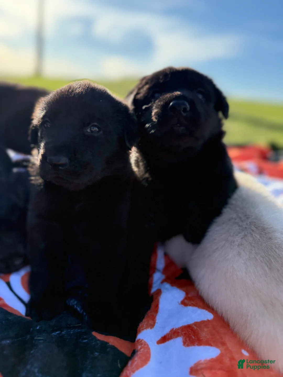 Mixed Breed dogs for sale: Hopper - Ad 1