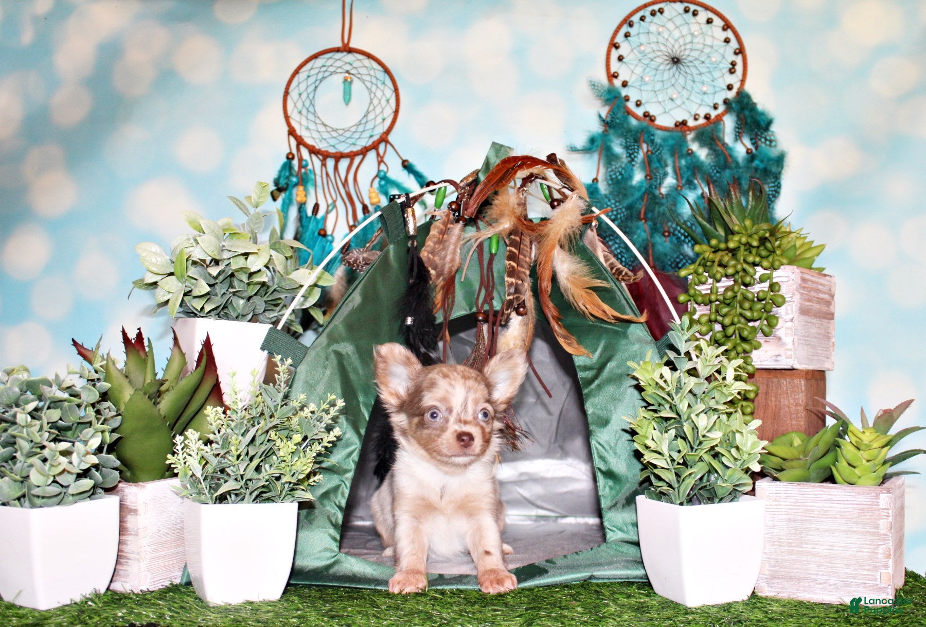 Chihuahua dogs Phineas - Ad 1