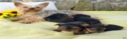 Yorkshire Terrier dogs for sale: Pluto - Ad 7