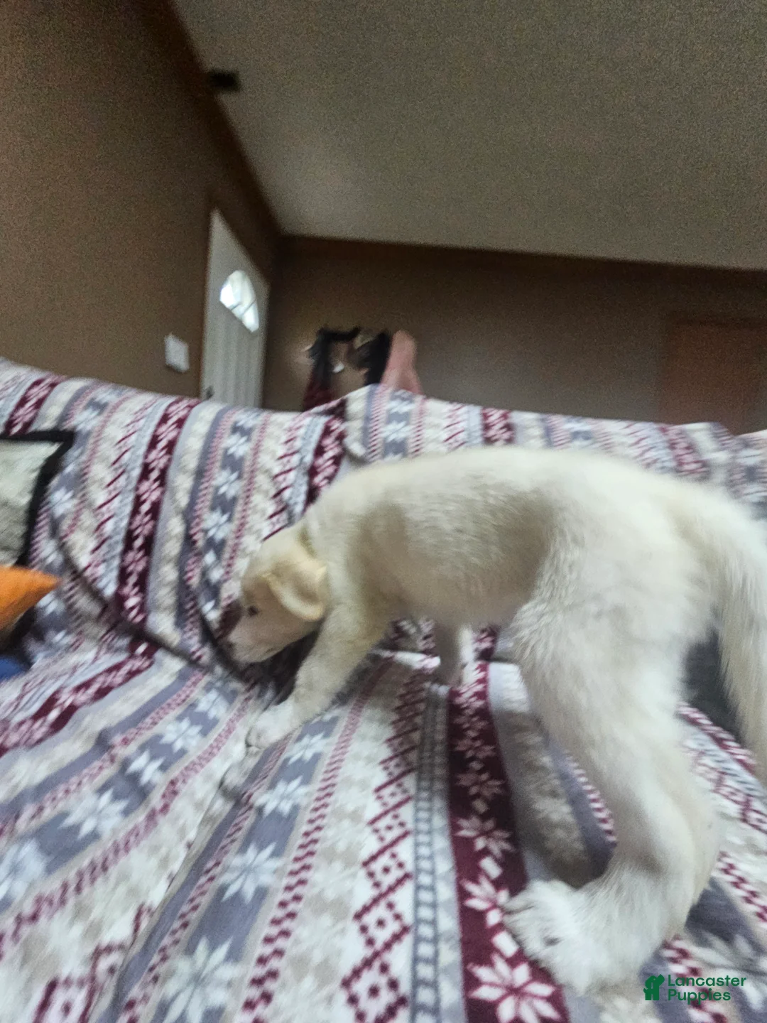 Mixed Breed dogs for sale: Mixed Breed Puppy 4 - Ad 2