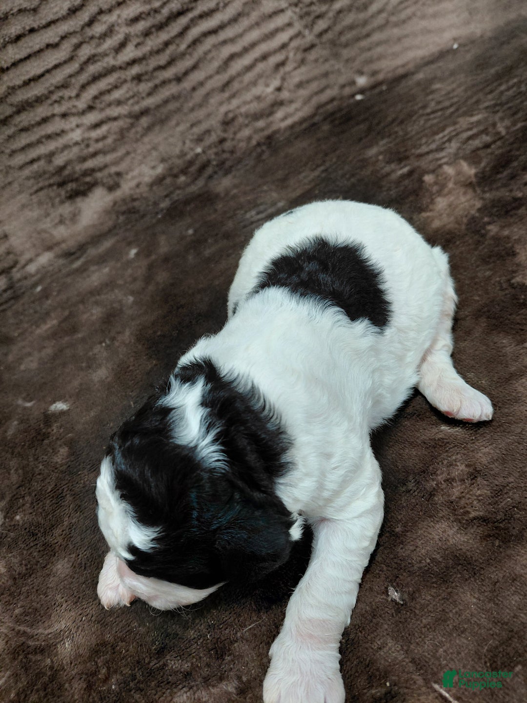 Bernedoodle dogs for sale: Baxter - Ad 7