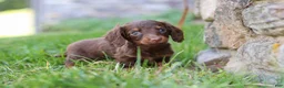 Miniature Dachshund dogs for sale: Stella - Ad 13