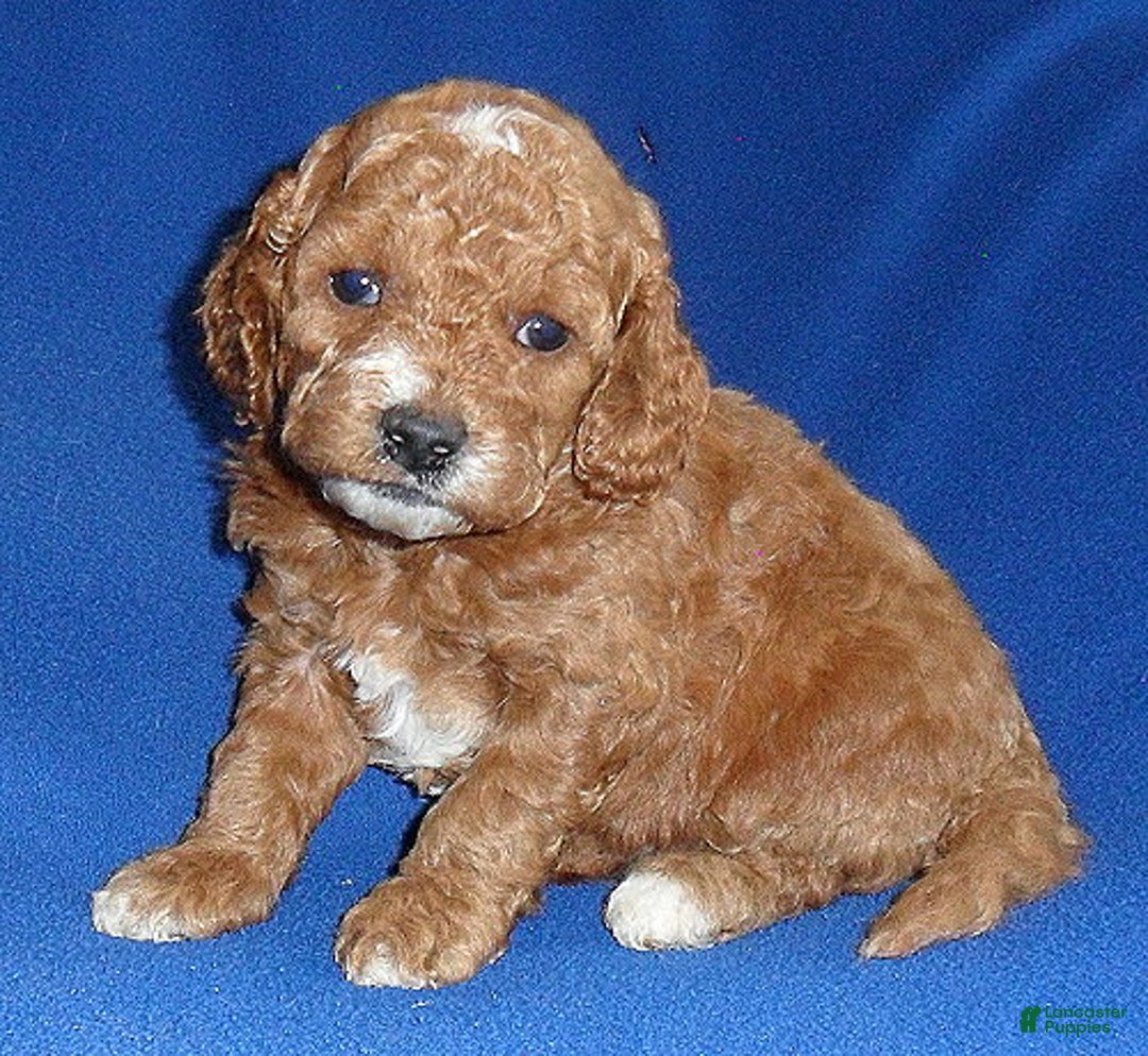 Cockapoo dogs for sale: Cooper - Ad 1