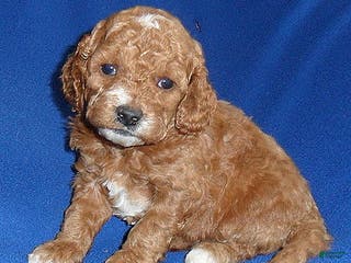 Cockapoo dogs Cooper - Ad 35