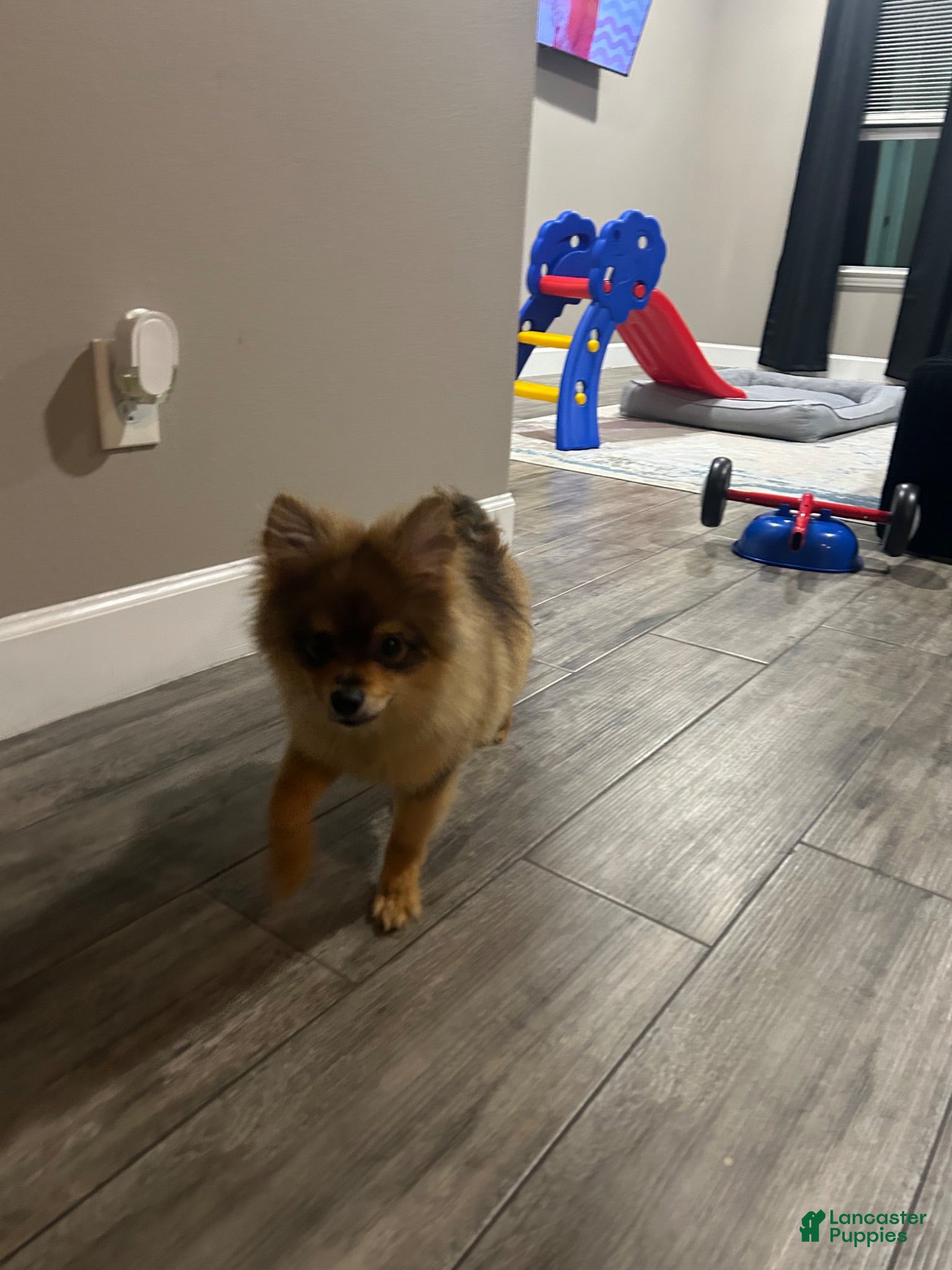 Pomeranian dogs Pomeranian 1 - Ad 14