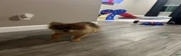Pomeranian dogs for sale: Pomeranian 1 - Ad 1
