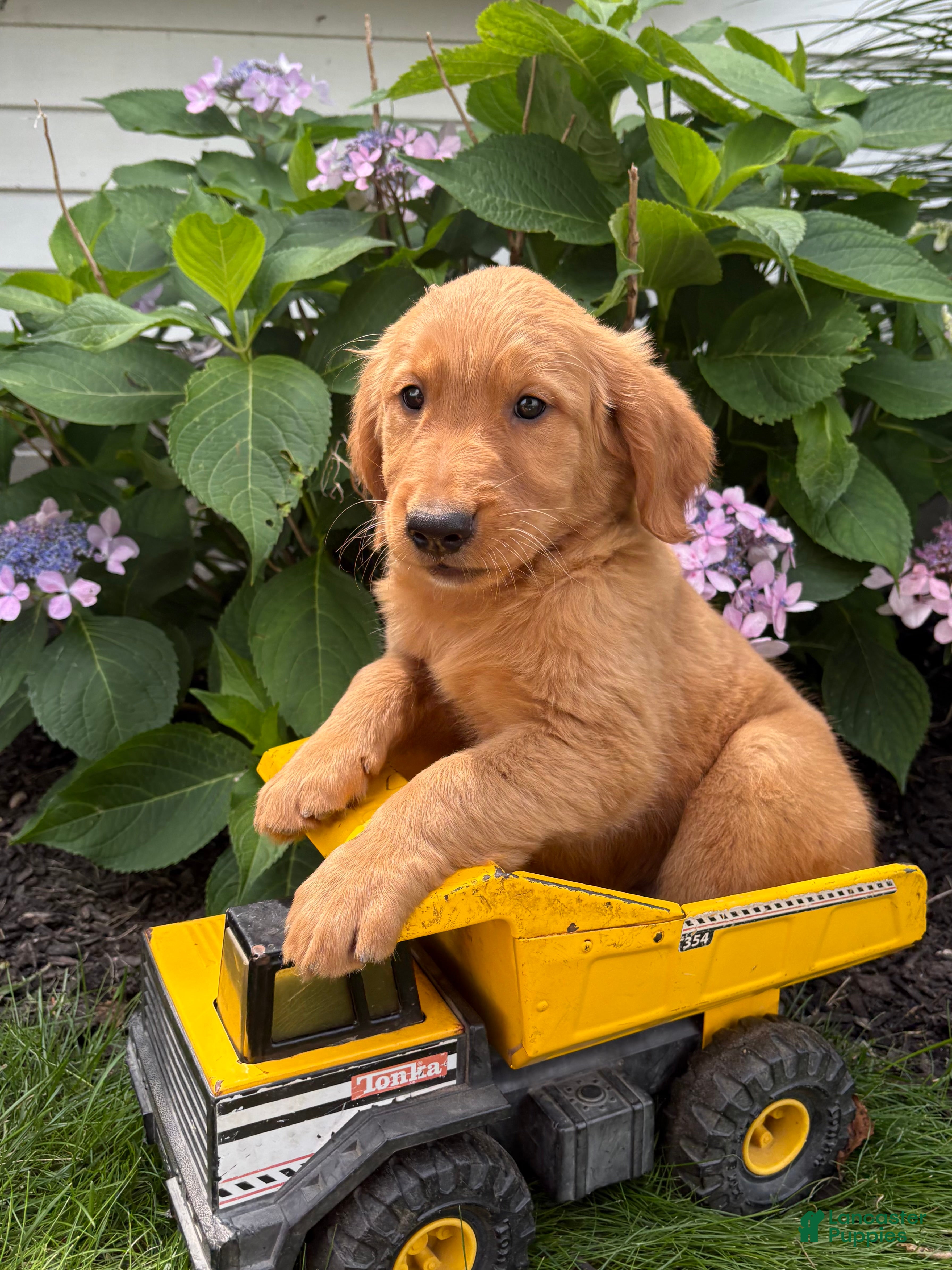 Golden Retriever dogs Simba - Ad 1