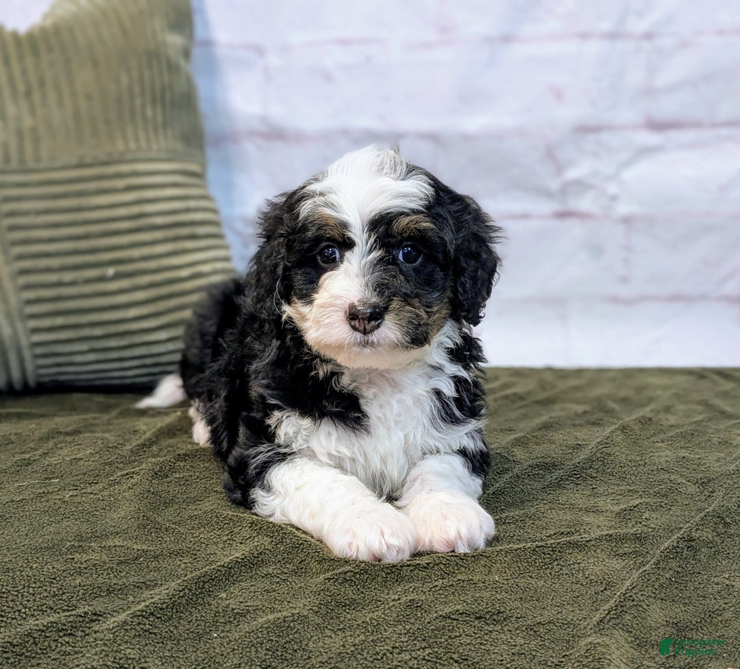 Mini Bernedoodle dogs for sale: Avory - Ad 10