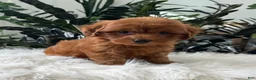Mini Goldendoodle dogs for sale: Brody - Ad 5
