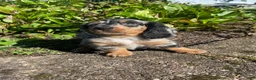 Miniature Dachshund dogs for sale: Buster - Ad 12