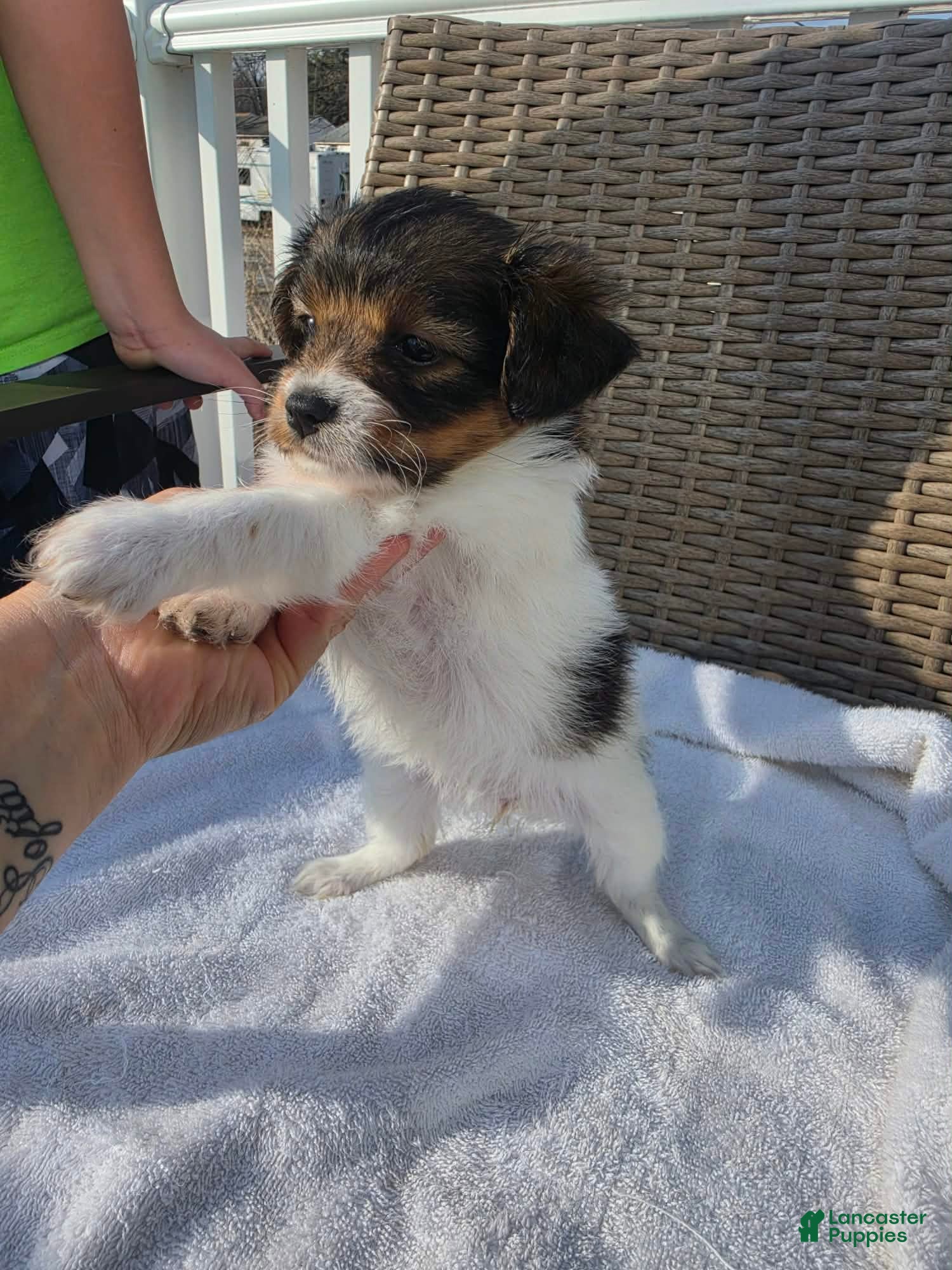 Maltipoo dogs Maltipoo Puppy 3 - Ad 1